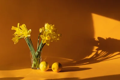 jonquilles