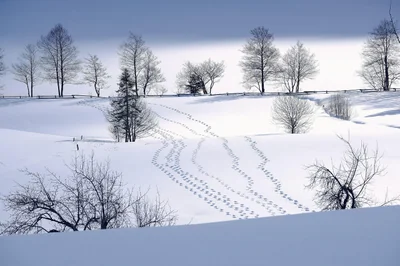 nature